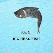 大頭魚