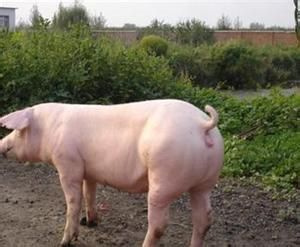 斯格豬配套系 斯格豬配套系