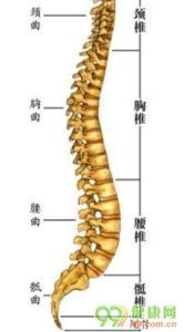 腰椎骨質增生 腰椎骨質增生