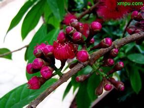 少花寮國蒲桃 少花寮國蒲桃