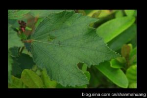 長勾刺蒴麻 長勾刺蒴麻