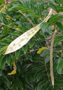 開花白結子 開花白結子