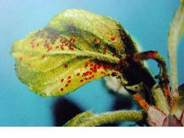 葡萄紅蜘蛛 葡萄紅蜘蛛