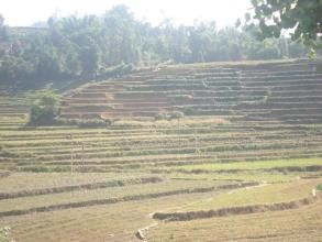 大圍龍自然村 大圍龍自然村