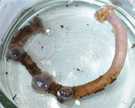 蛟龍號採集到神秘未知生物 蛟龍號採集到神秘未知生物