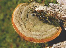 寬棱木層孔菌 寬棱木層孔菌