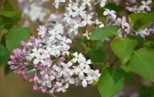 華北紫丁香 華北紫丁香