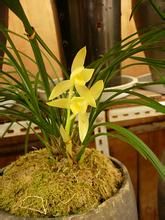 心黃蓮瓣素 心黃蓮瓣素