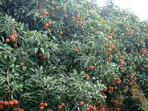 中沙鎮荔枝種植