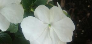 白色鳳仙花 白色鳳仙花