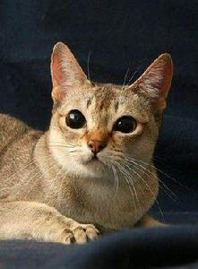 新加坡貓 新加坡貓