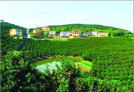 中國柑橘城 中國柑橘城