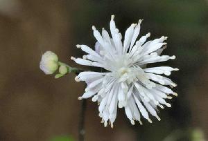 毛茛科 傅氏唐松草