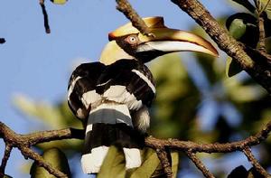 雙角犀鳥 雙角犀鳥