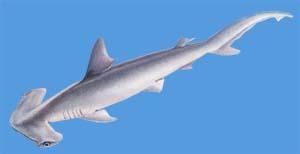 吻溝雙髻鯊 吻溝雙髻鯊