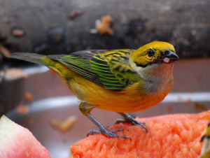 銀喉唐加拉雀 銀喉唐加拉雀