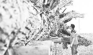 吳高亮在查看烏木