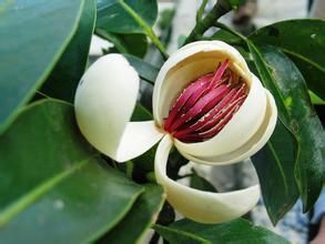 雲南擬單性木蘭 雲南擬單性木蘭