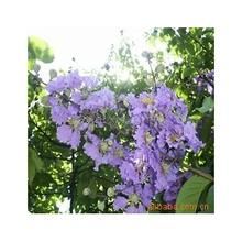 巴拉巴提取物 巴拉巴提取物