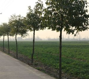 扇子拐村 扇子拐村