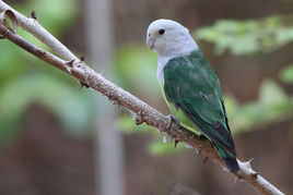 馬達加斯加愛情鳥