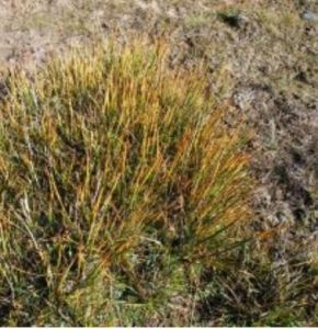 甘肅嵩草 甘肅嵩草