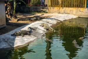 白藤湖鱷魚島 白藤湖鱷魚島