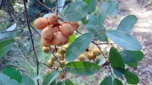 東方瓜馥木 東方瓜馥木