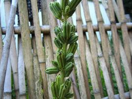 夢蘭[蘇審瓜201505]