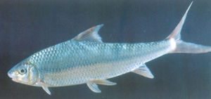 細長白甲魚 細長白甲魚