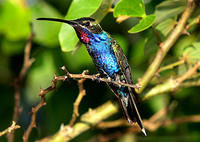 藍角星喉蜂鳥 藍角星喉蜂鳥