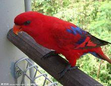 吸蜜鸚鵡物種圖集（1—40）