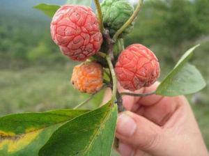 雞嗉子果 雞嗉子果