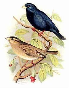 靛藍維達鳥 靛藍維達鳥