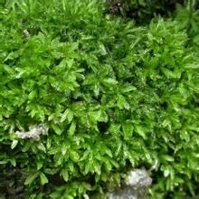 四川石毛蘚 四川石毛蘚