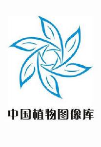 中國植物圖像庫 中國植物圖像庫