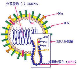 生物病毒 生物病毒