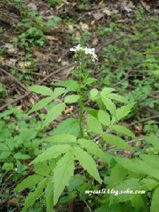 白碎米花 白碎米花