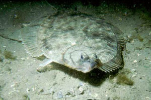 美洲擬鰈 美洲擬鰈