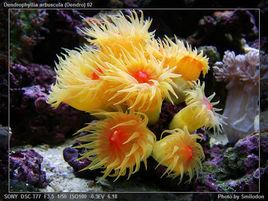 炮仗花珊瑚 炮仗花珊瑚