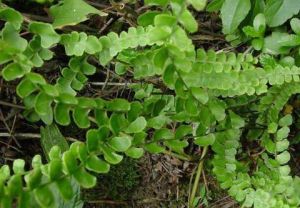 狹葉陵齒蕨 狹葉陵齒蕨