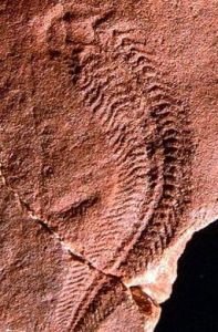 狄更遜水母 狄更遜水母