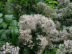 雲南山梅花系 雲南山梅花系