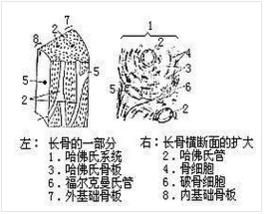 哈佛氏系統 哈佛氏系統