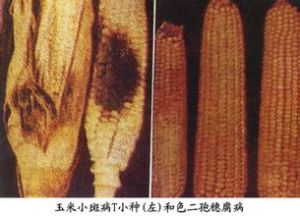 玉米色二孢穗腐病 玉米色二孢穗腐病