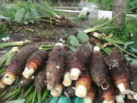 炭步檳榔香芋 炭步檳榔香芋