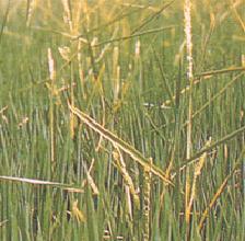 （圖）水稻惡苗症