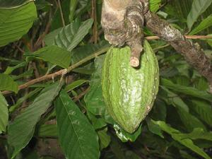 （圖）見血封喉