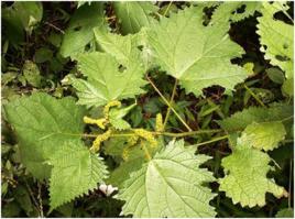 帶刺馬鞭 帶刺馬鞭