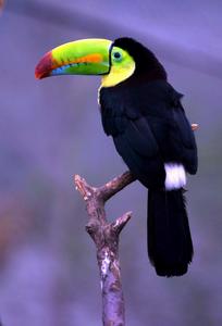 厚嘴鸚哥 厚嘴鸚哥